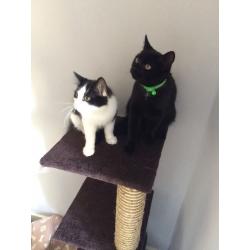 2 male kittens looking for their forever home don't have to be sold together but would prefer