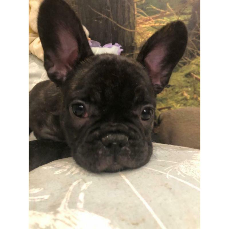 Only one female french bulldog left