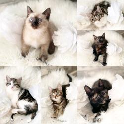 Beautiful Half Pedigree Kittens