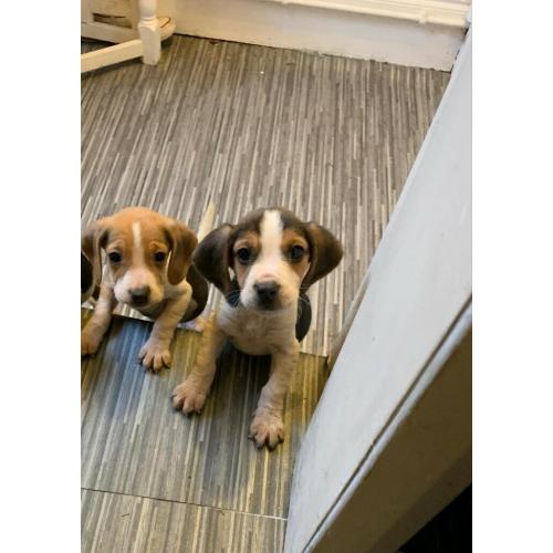 Stunning tri colour foot beagle puppies