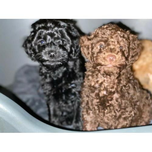 Toy F1B Labradoodle pups