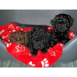 Toy F1B Labradoodle pups