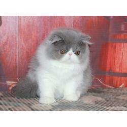 3 Persian cat for sale