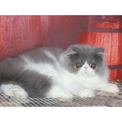 3 Persian cat for sale