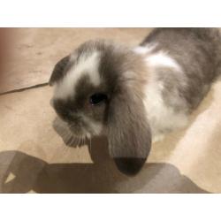 Mini lop rabbits for sale